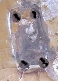 Mako&reg; T-Top Wood Screws Pulled Out